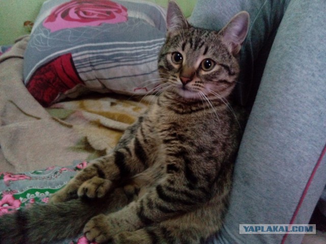 Рыжий друг. пригрел котофея