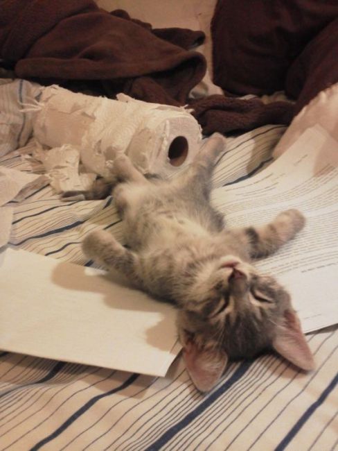 Коты из сети
