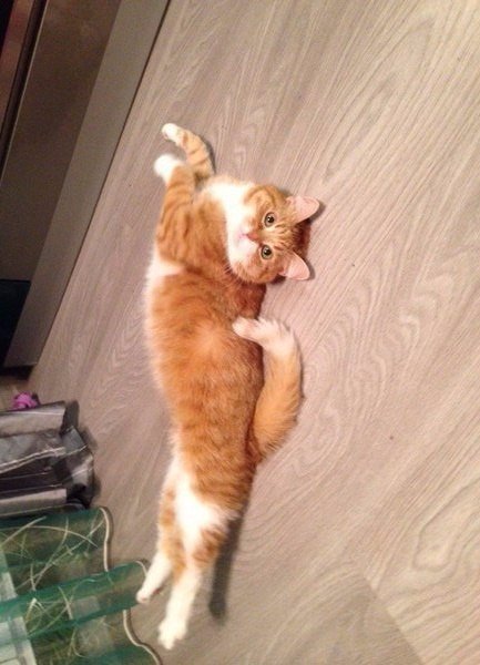 Коты из сети