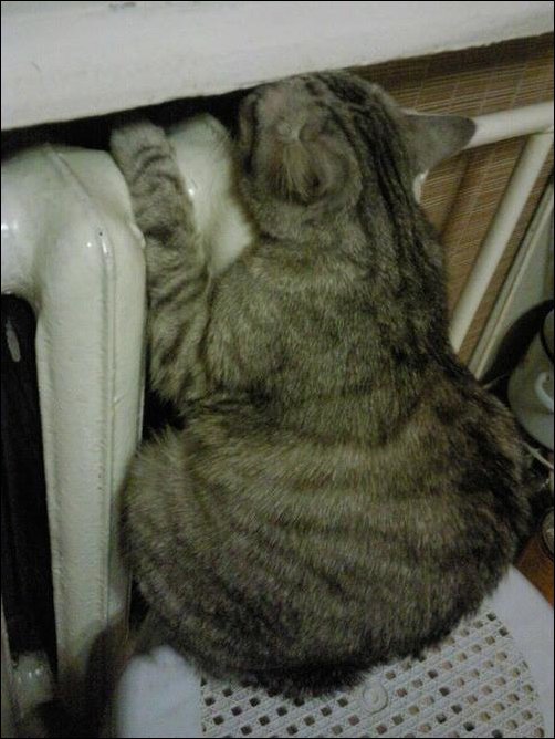 Коты и Кошки