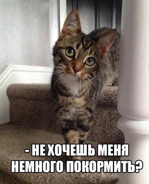 100 картинок для поднятия настроения!