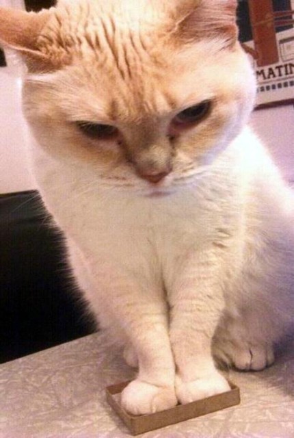 Коты и Кошки