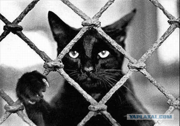 Регистрация домашних животных станет платной и обязательной