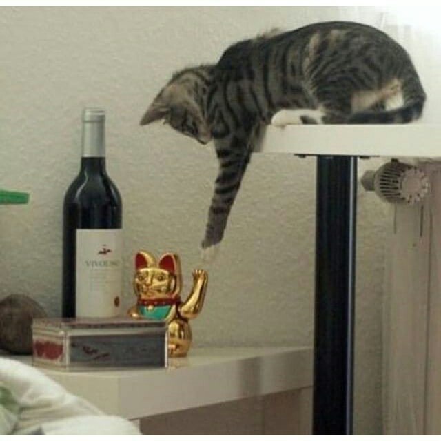 Коты и Кошки