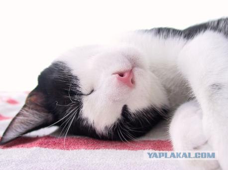 УРРААА ! Котовторник на ЯПлакалъ !