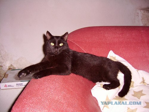 Уррааа! Котовторник на ЯПлакалъ!