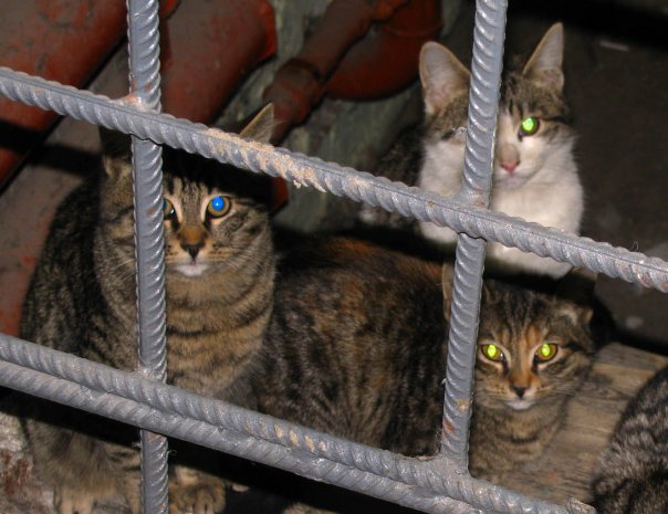 Просто Котовторник