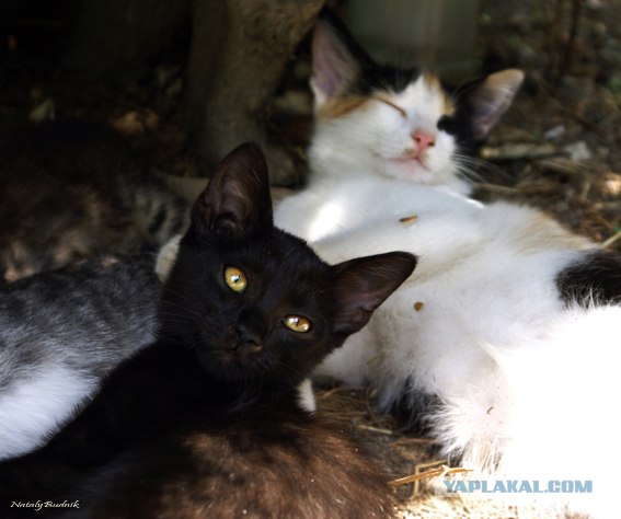 Котятовторник