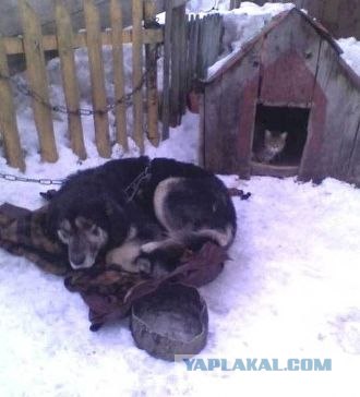 Котовторник