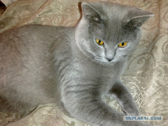 Котовторник на середину июня