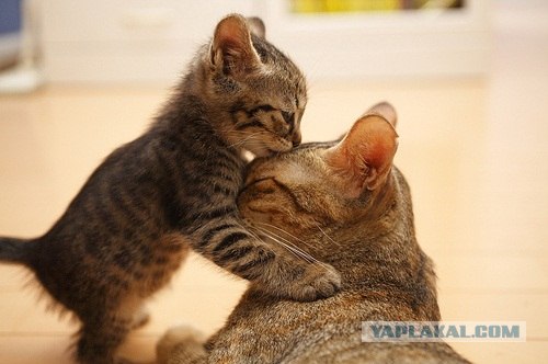 С котовторником !