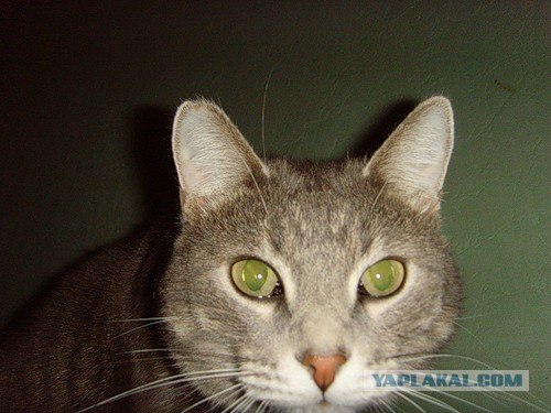 Котовторник 20.12.2011