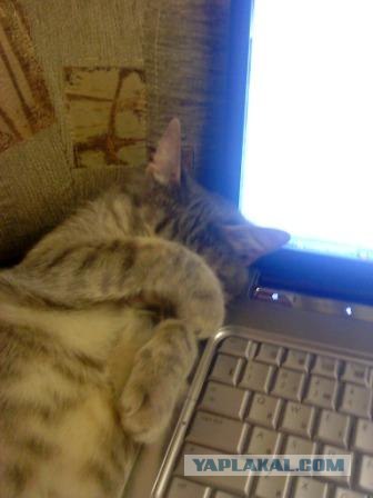 Котовторник (28.02.2012)
