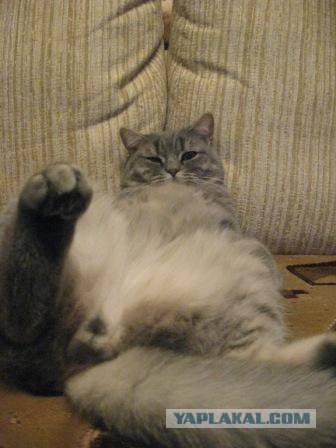 Котовторник 24.04.2012