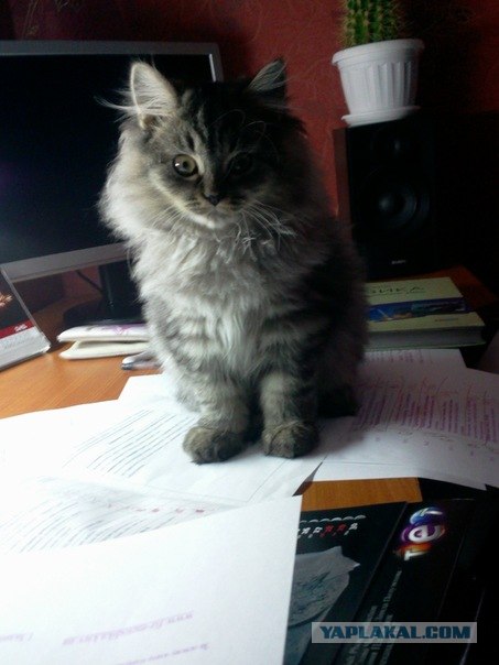 Котовторник  17.07.2012