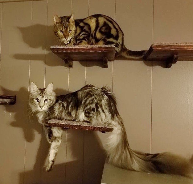 Прикольных котов пост