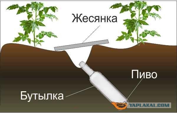 Медведка: Безумный разрушитель оГородов
