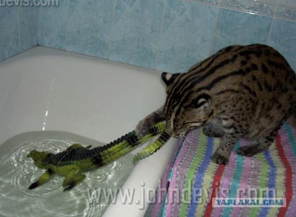 Рыбный кот