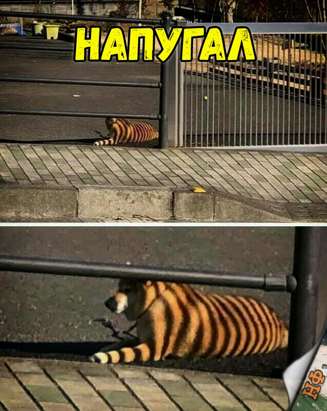 Милые животные. Мимиметр сломался