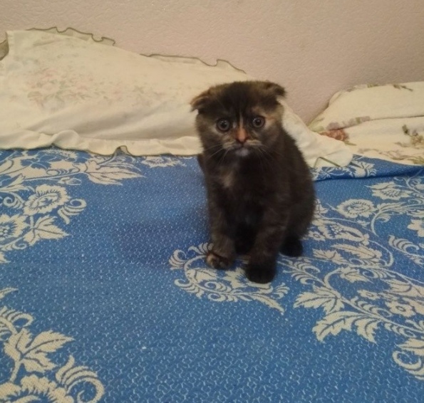Забавные фото котеек