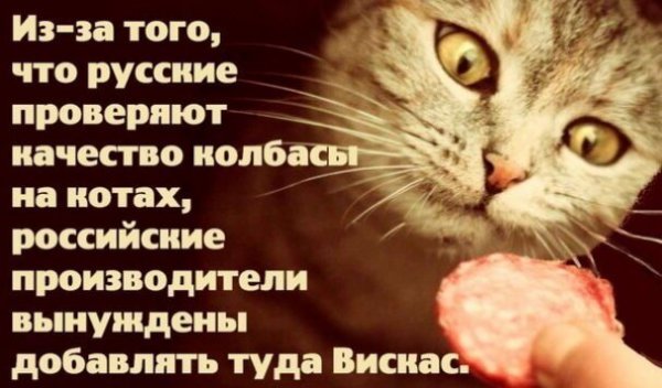 Забавные шутки, картинки и фразы из этих ваших интернетов