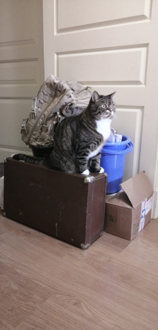 Коты, которые нас порадовали!