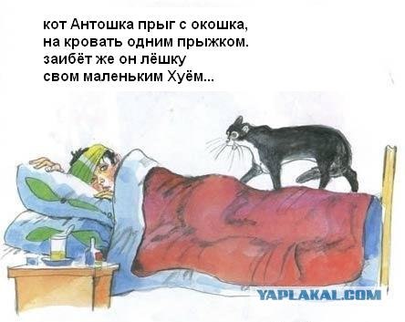 Кот, Антошка и порошок