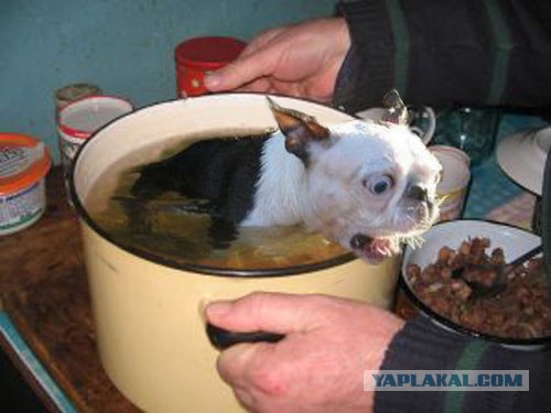 Хозяин, ты что?