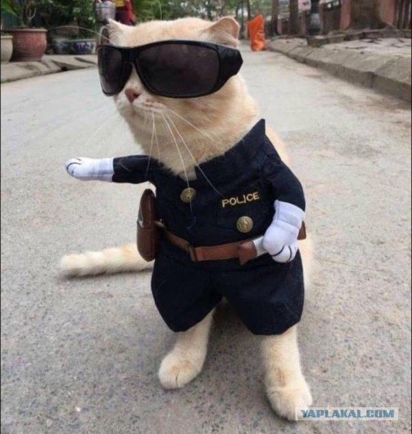 Взял кота покататься