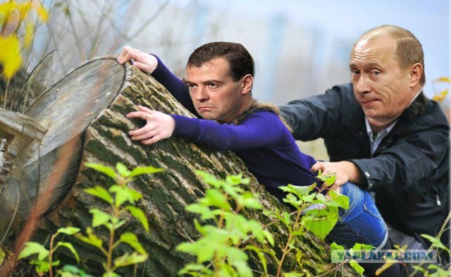 Жабим!