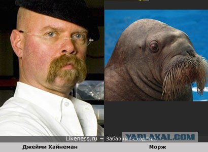 Эротический сон моржа