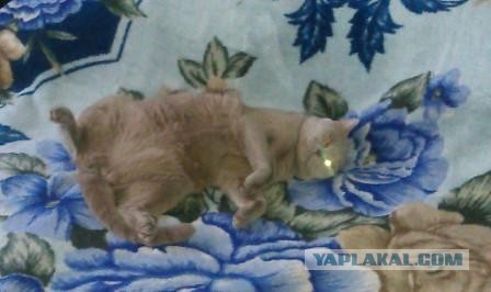 Котовторник  19.03.2013