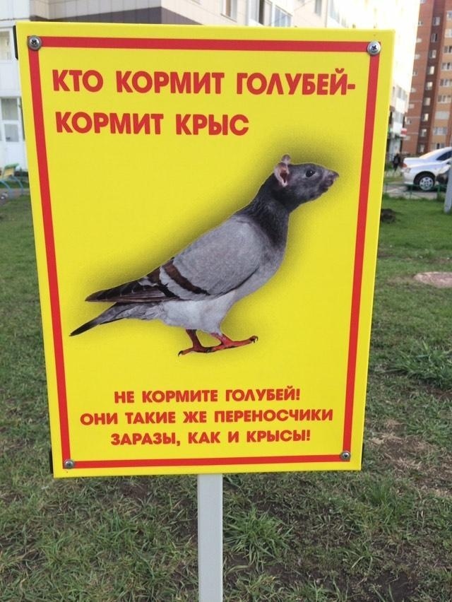 Питерская пара устроила с пенсионеркой потасовку — им очень не понравилось, что женщина подкармливала птиц