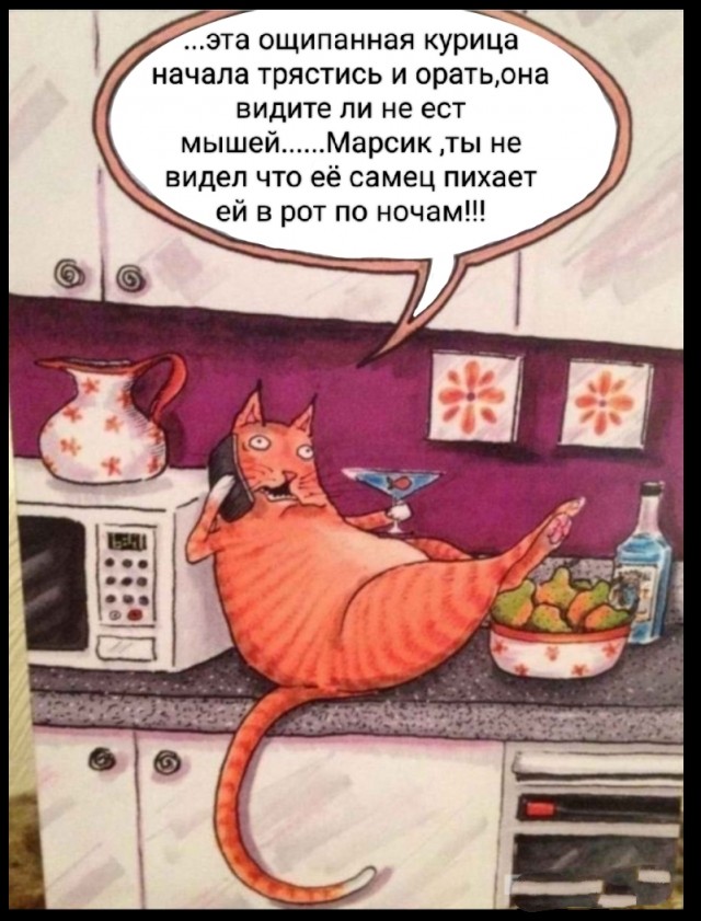 Кошачий подарок