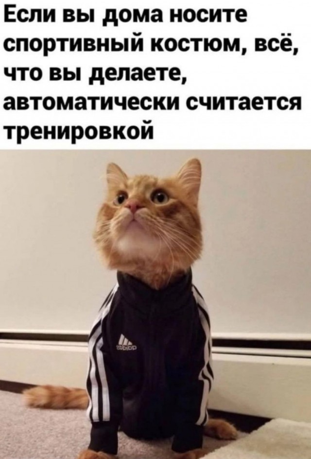 К котовторнику: подборка картинок-баянов с котиками и про котиков. Выпуск 13