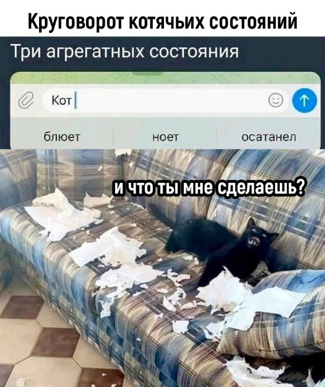 К котовторнику: подборка картинок-баянов с котиками и про котиков. Выпуск 28.