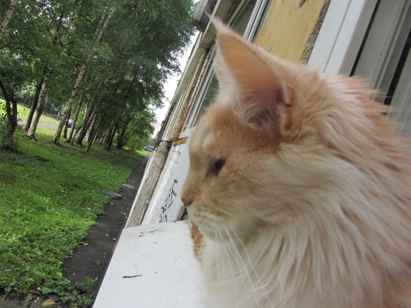 Котовторник 29.10.2013