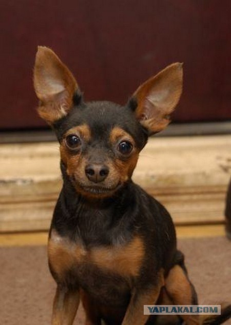 Спасенные собаки