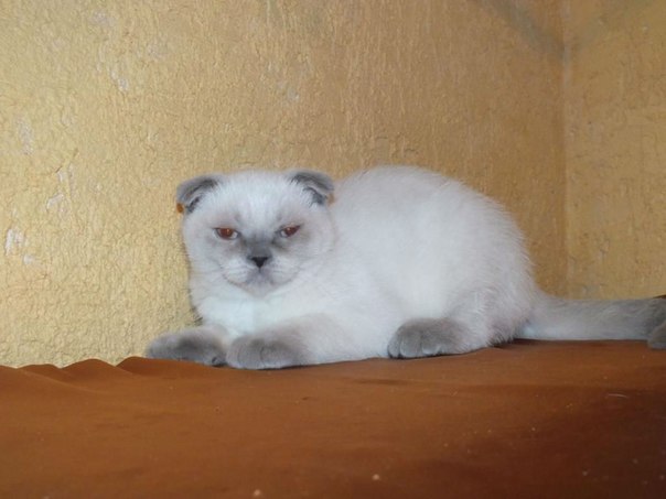 Котовторник  08.07.2014