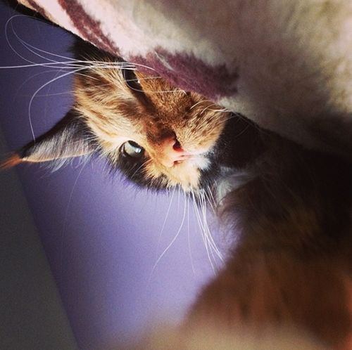 Котовторник 22.07.14