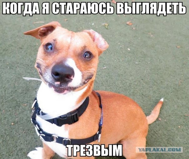 Смешные комментарии из социальных сетей 04.08.14