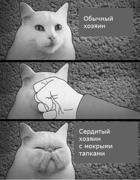 Разница в котах