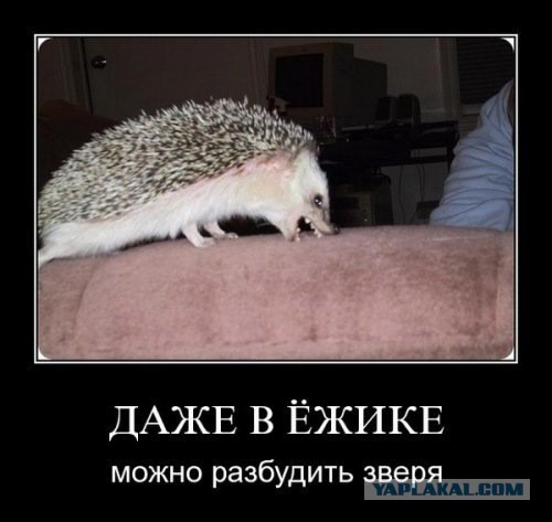 Добряки, плюсующие всех подряд