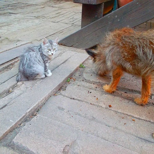 Котовторник 09.09.2014