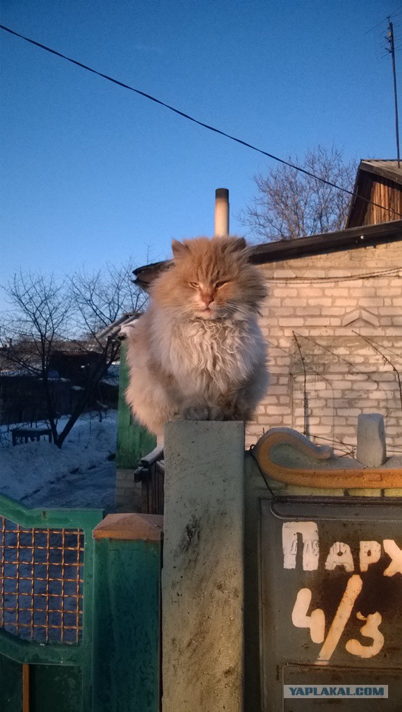Котовторник 27.01.2015