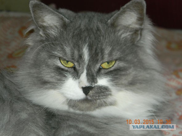 Котовторник