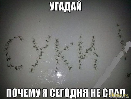 Комары по трассе Хабаровск Комсомольск