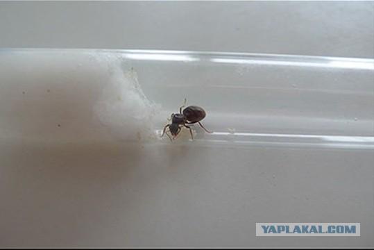 Как создать собственную колонию муравьев
