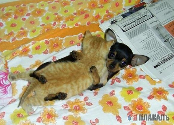 Коты, кошки, котята