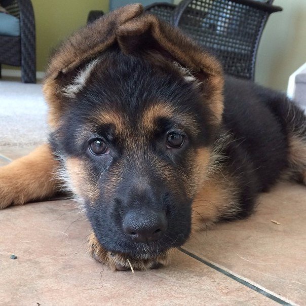 Весёлые картинки в чёрной рамке